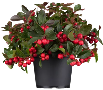 Gaultheria procumbens