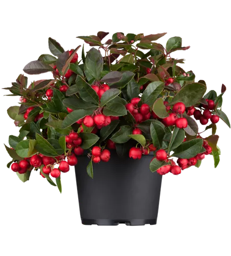 Gaultheria procumbens