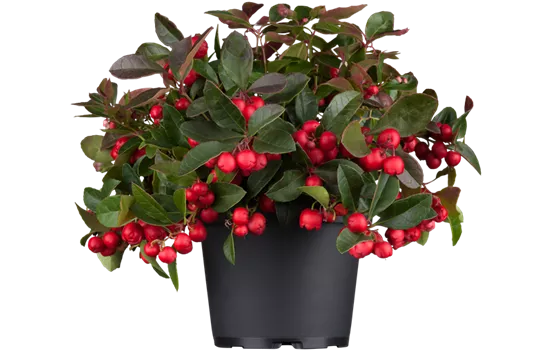 Gaultheria procumbens