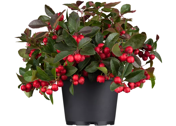 Gaultheria procumbens