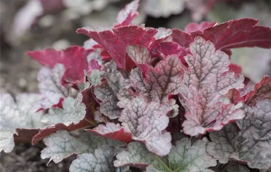 Heuchera 'Forever Purple'