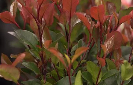 Photinia fraseri 'Little Red Robin'