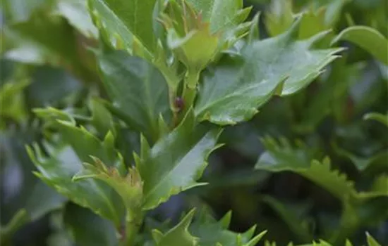 Ilex meserveae 'Little Rascal'®