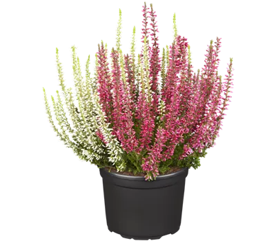 Calluna vulgaris Twingirls®