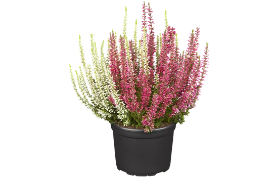 Calluna vulgaris Twingirls®