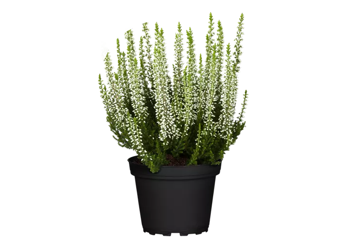 Calluna vulgaris, weiß