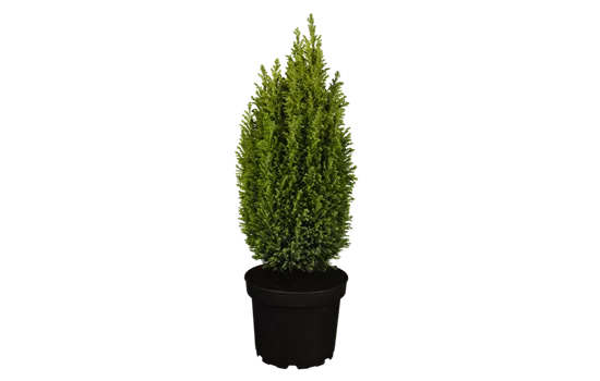 Chamaecyparis lawsoniana 'Ellwoodii'