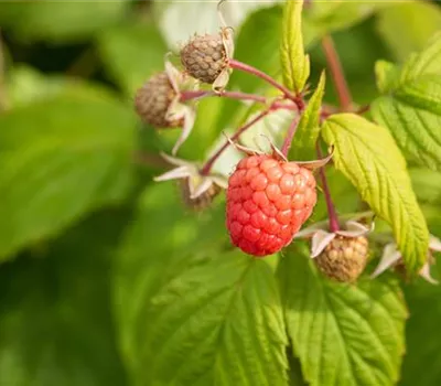 Rubus idaeus 'Autumn Bliss'(s)