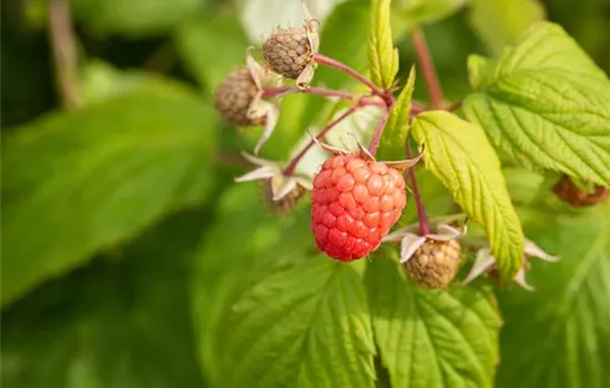 Rubus idaeus 'Autumn Bliss'(s)