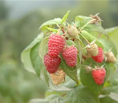 Rubus idaeus 'Heritage'