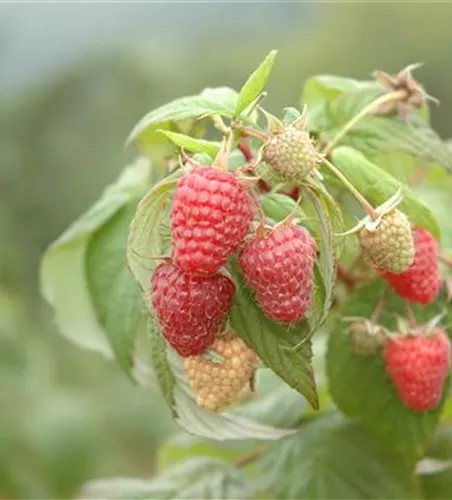 Rubus idaeus 'Heritage'