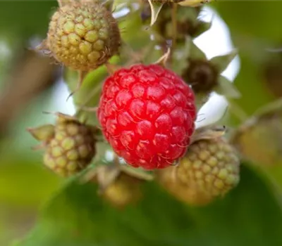 Rubus idaeus 'Himbo-Star'®