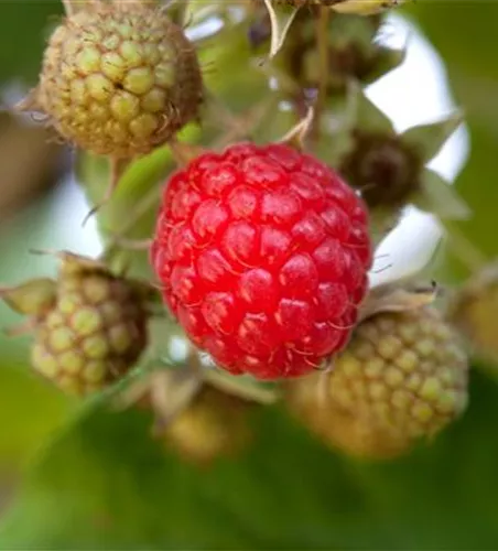 Rubus idaeus 'Himbo-Star'®