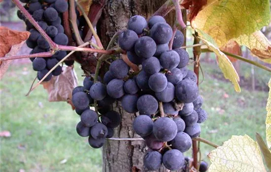 Vitis vinifera 'Venus'