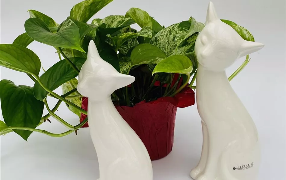 Katze Loreana creme Katze Loreana creme