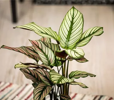 Calathea ornata