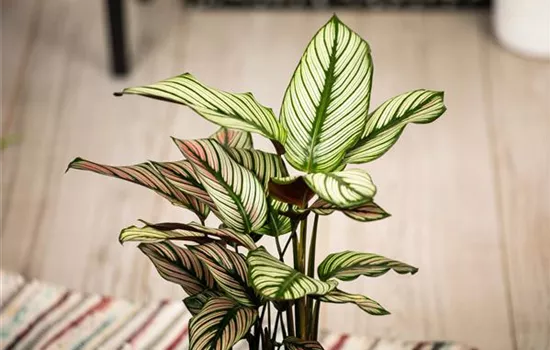 Calathea ornata