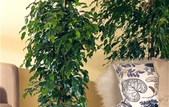 Ficus benjamina 'Danielle'