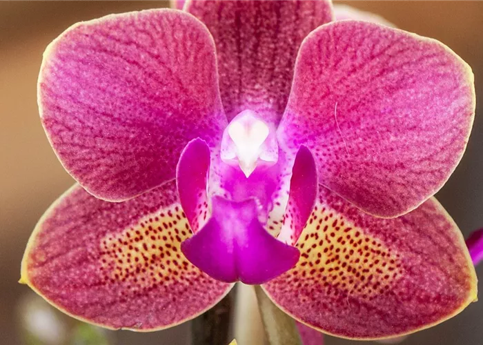 Orchideen