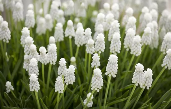 Muscari, weiß