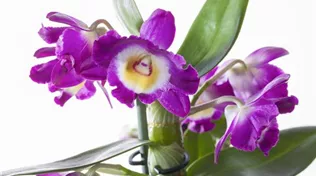 Dendrobium