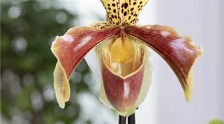 Paphiopedilum Multiflower