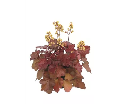 Heuchera Little Cuties 'Blondie'