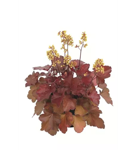 Heuchera Little Cuties 'Blondie'