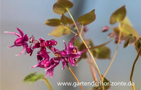 Großblütige Garten-Elfenblume 'Rose Queen'