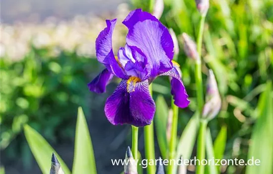 Hohe Garten-Schwertlilie