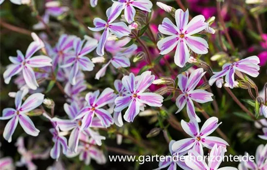 Garten-Teppich-Flammenblume 'Kimono Pink-White'