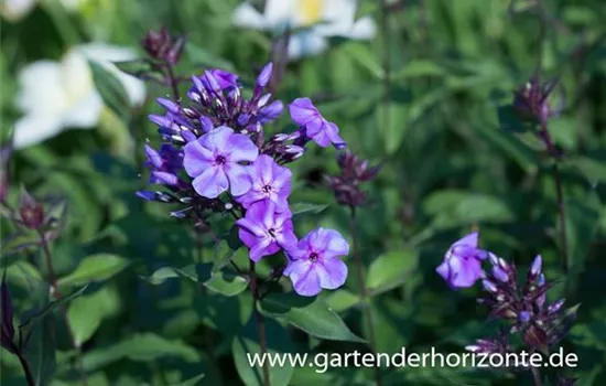 Hohe Garten-Flammenblume 'Blue Boy'