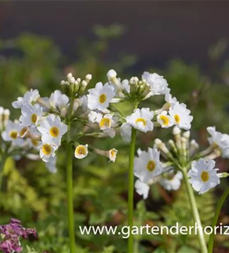 Garten-Etagen-Schlüsselblume 'Alba'