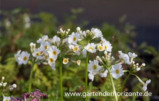 Garten-Etagen-Schlüsselblume 'Alba'