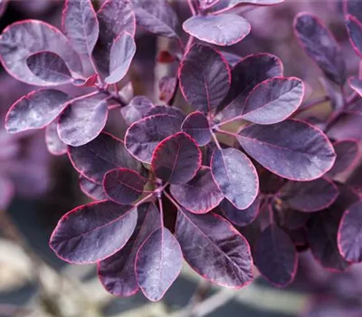 Cotinus coggygria 'Royal Purple'