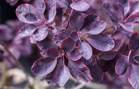 Cotinus coggygria 'Royal Purple'