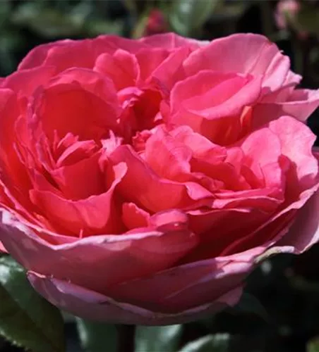 Edelrose 'Fragonard'®