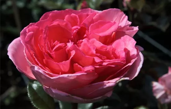 Edelrose 'Fragonard'®