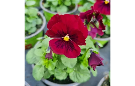 Viola cornuta, Rot