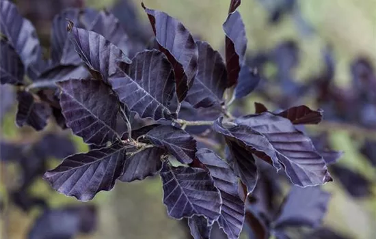 Fagus sylvatica 'Spaethiana'