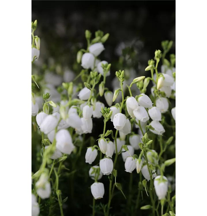 Irische Heide 'Alba'