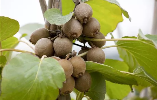 Actinidia chinensis 'Solo'