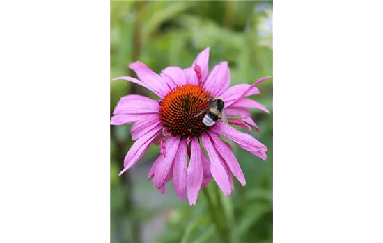 Echinacea purpurea 'Magnus'