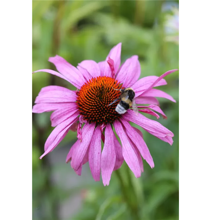 Garten-Scheinsonnenhut 'Magnus'