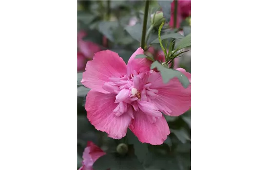 Hibiscus syriacus 'Freedom'®