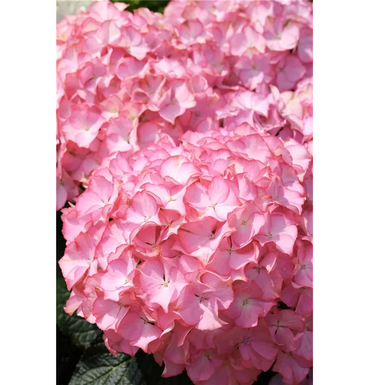 Ballhortensie 'Sweet Annabelle'®