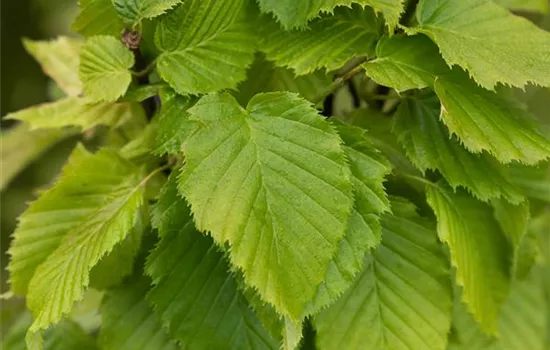 Carpinus betulus 'Columnaris'