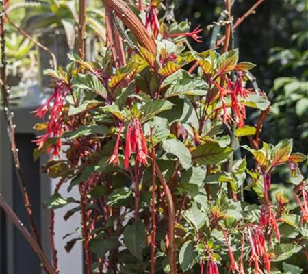 Winterschlaf für Geranien und Fuchsien