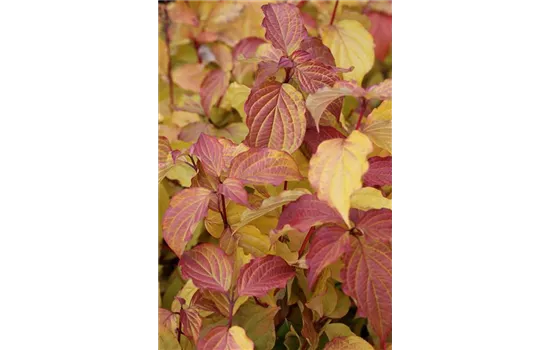 Cornus sanguinea 'Midwinter Fire'