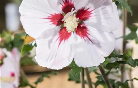 Hibiscus syriacus 'Helene'